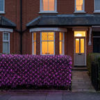 Purple LED net mesh fairy lights on a hedge outside a UK home